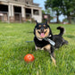 🎁Early Christmas Hot Sale 49% OFF🎅💥Interactive Dog Toys Dog Ball
