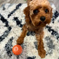 🎁Early Christmas Hot Sale 49% OFF🎅💥Interactive Dog Toys Dog Ball