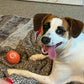🎁Early Christmas Hot Sale 49% OFF🎅💥Interactive Dog Toys Dog Ball