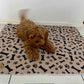 Hot Sale🔥Premium Re-Useable Accident-Proof Puppy Pads🐾 (Kitten & Other Pets)